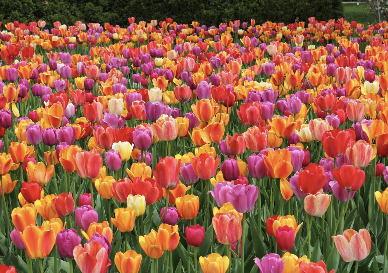A local expert’s guide to the Netherlands’ most gorgeous tulips