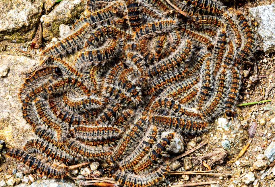 Uncovering the Hidden Potentials of Poisonous Caterpillars: A Gateway to Life-Saving Medications